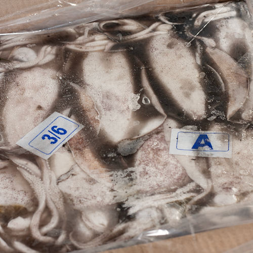 Squid_Whole_Tondi_Grade_A_India